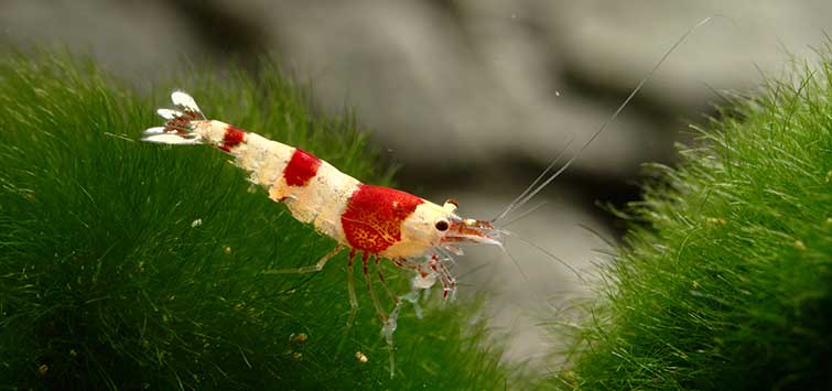 Optimal Tank Conditions for Successful Breeding of Aquarium Shrimp