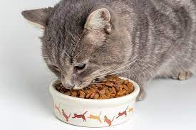 Feline Wellness: Nurturing Your Cat Through Proper Nutrition and Feeding Practices
