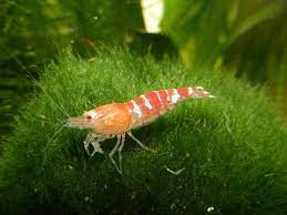 Harmony in the Tank: Exploring the Versatile Compatibility of Aquarium Shrimp with Fish, Plants, and Invertebrates