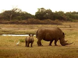 Beyond Borders: Safari Tales from Afar